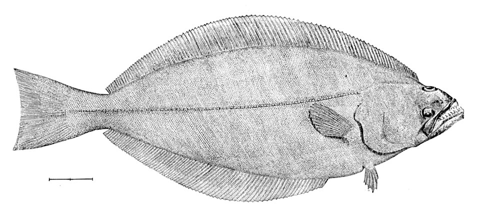 Greenland Halibut