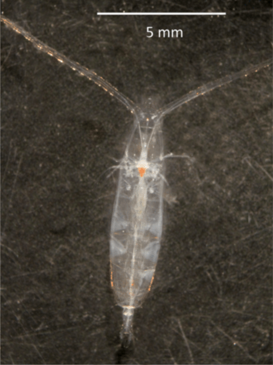 Rhincalanus gigas
