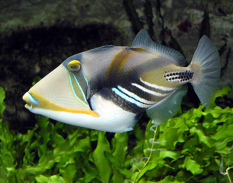 White-banded triggerfish