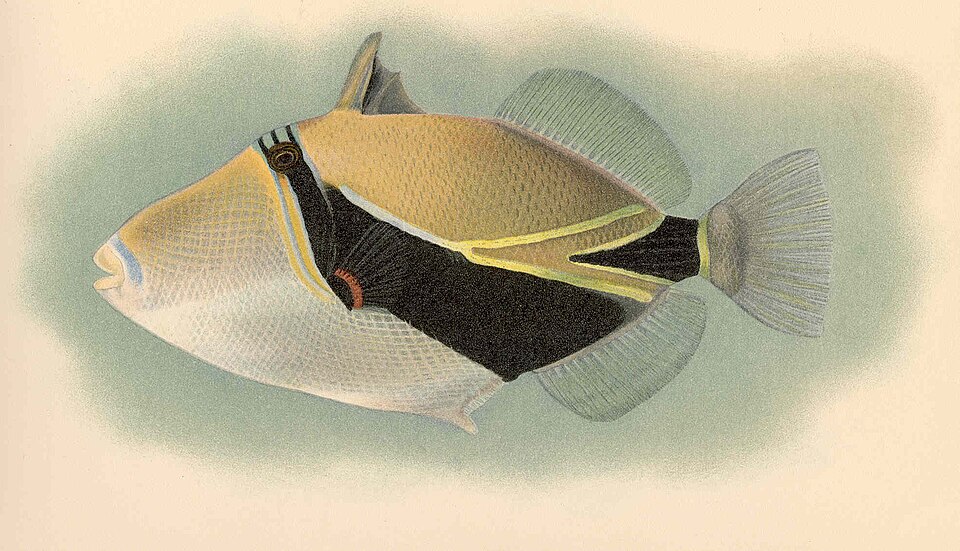 Wedge Triggerfish