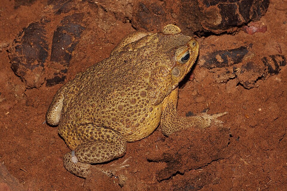 Bufo toad