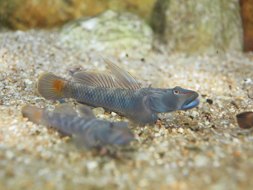 Amur goby