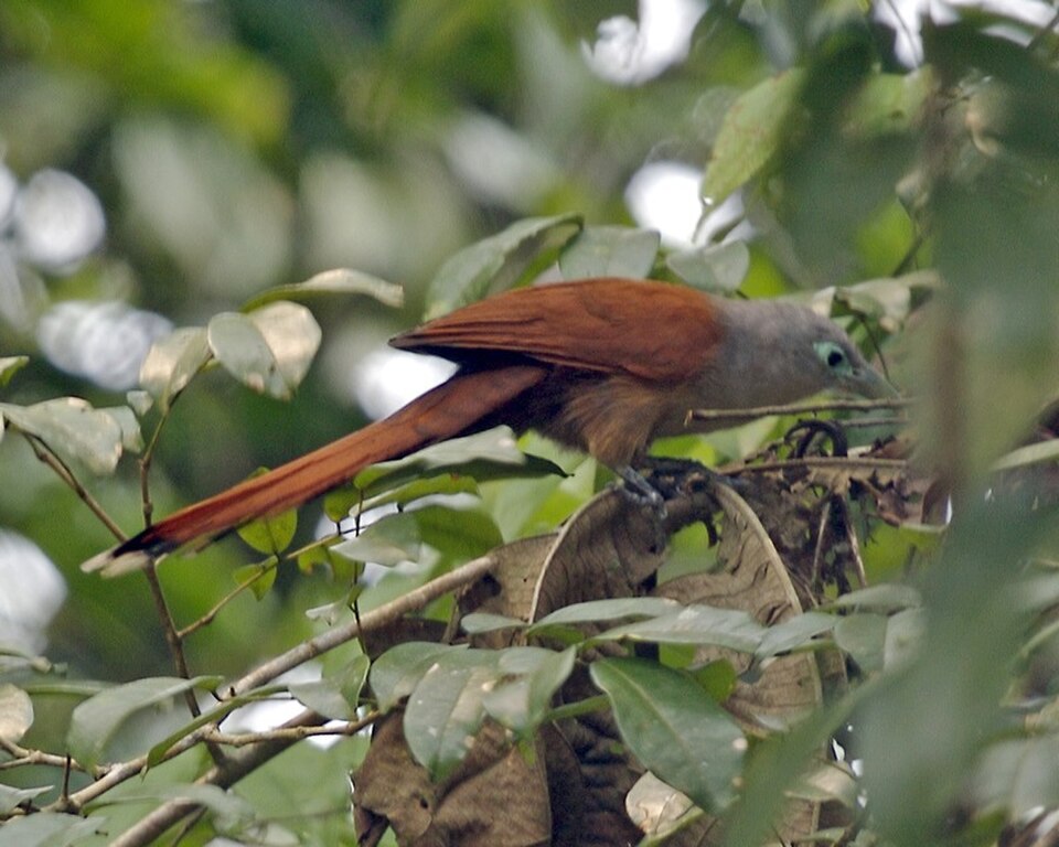 Raffles's Malkoha