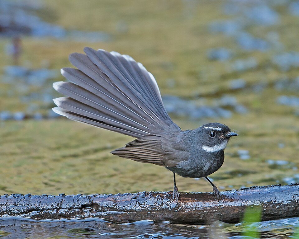 White-throated Fantail