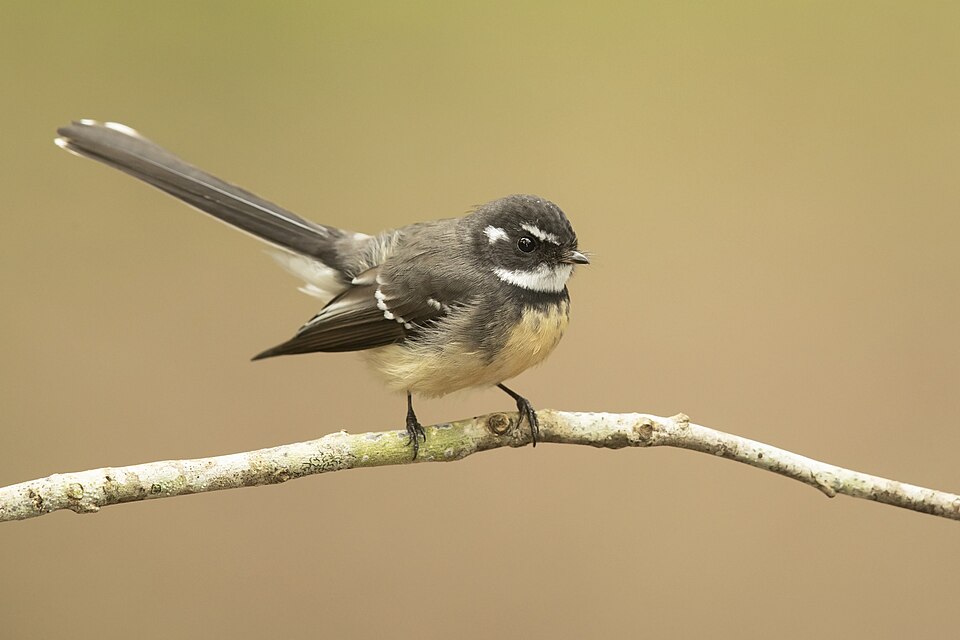 Gray Fantail