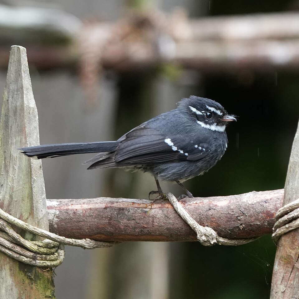 Friendly Fantail
