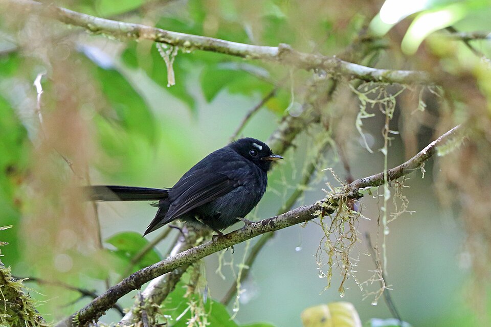 Black Fantail