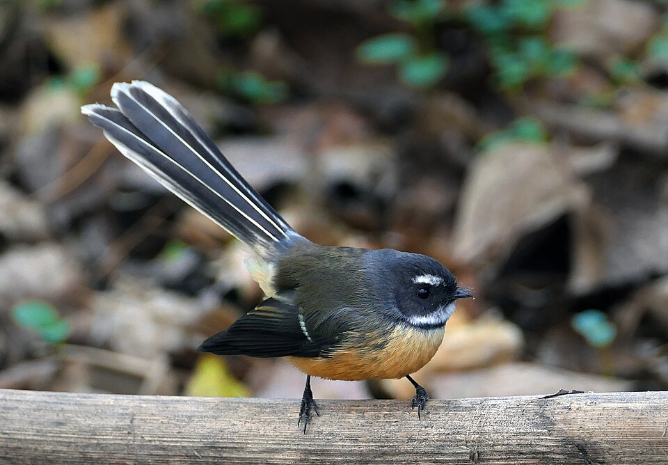 New Zealand Fantail