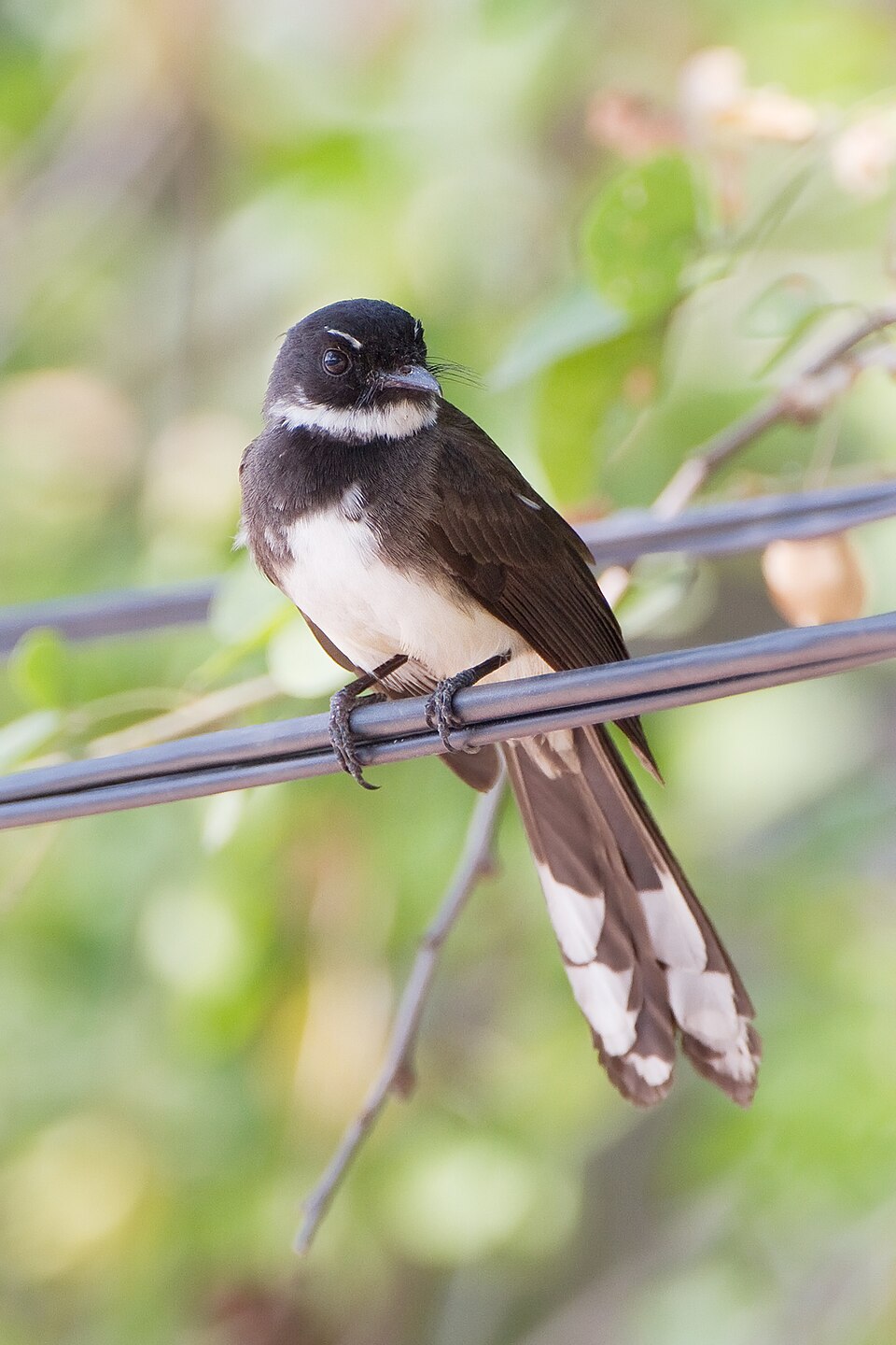 Malaysian Pied-Fantail