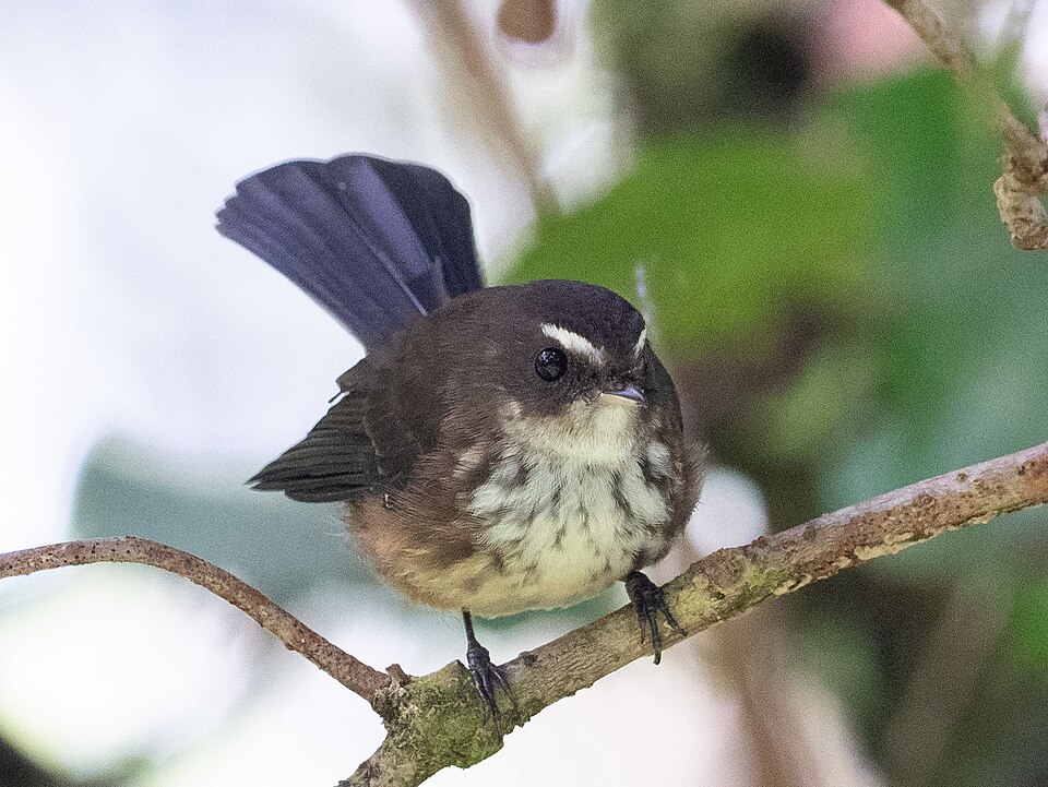 Fiji Streaked Fantail