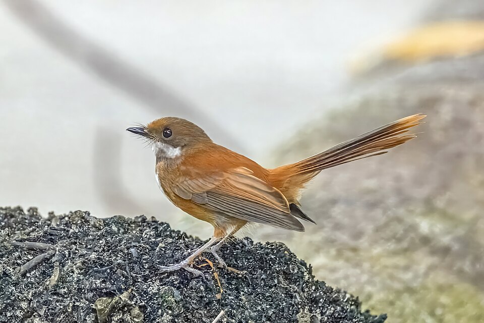 Palau Fantail