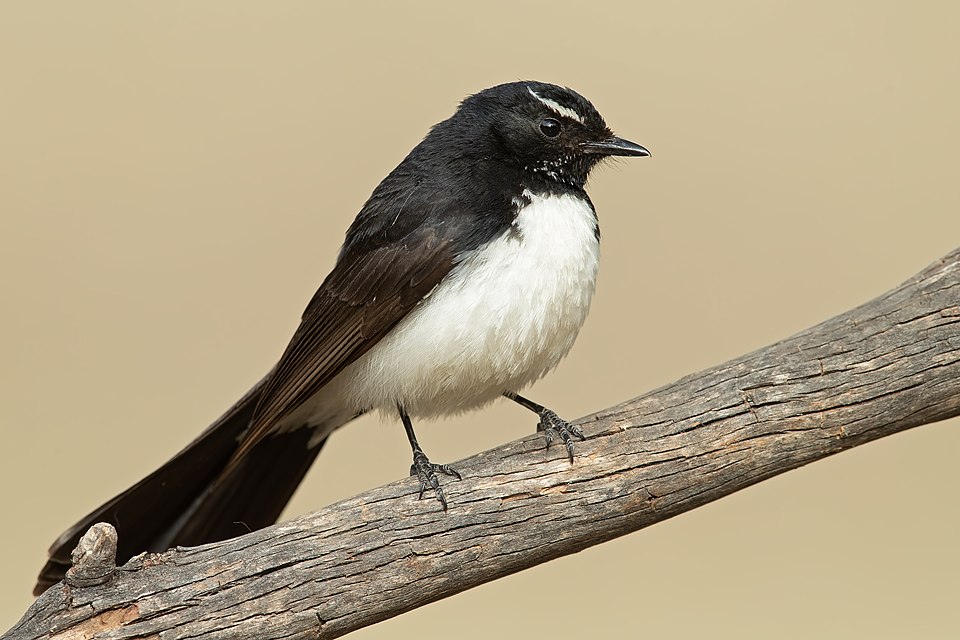 Willie-wagtail