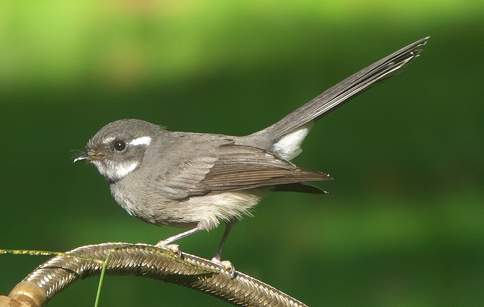 Samoan Fantail