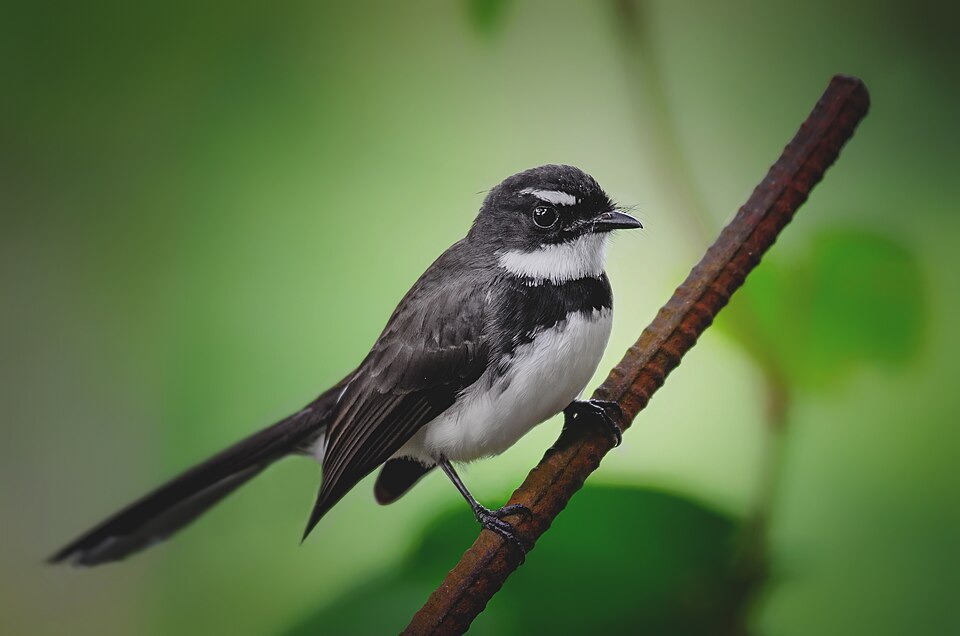 Philippine Pied-Fantail