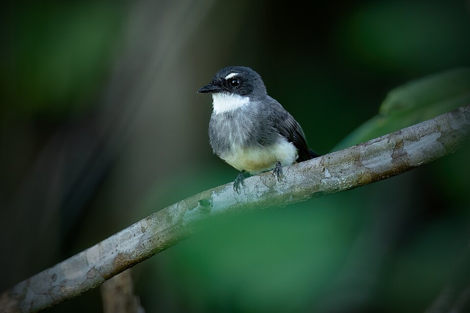 Northern Fantail