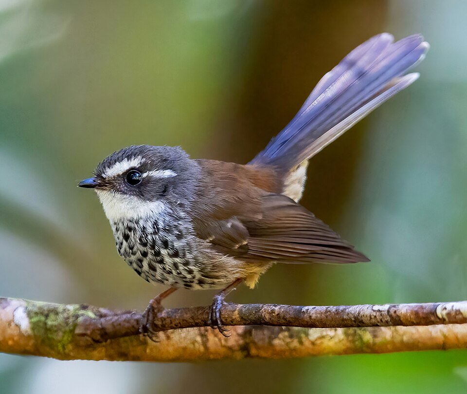 Streaked Fantail