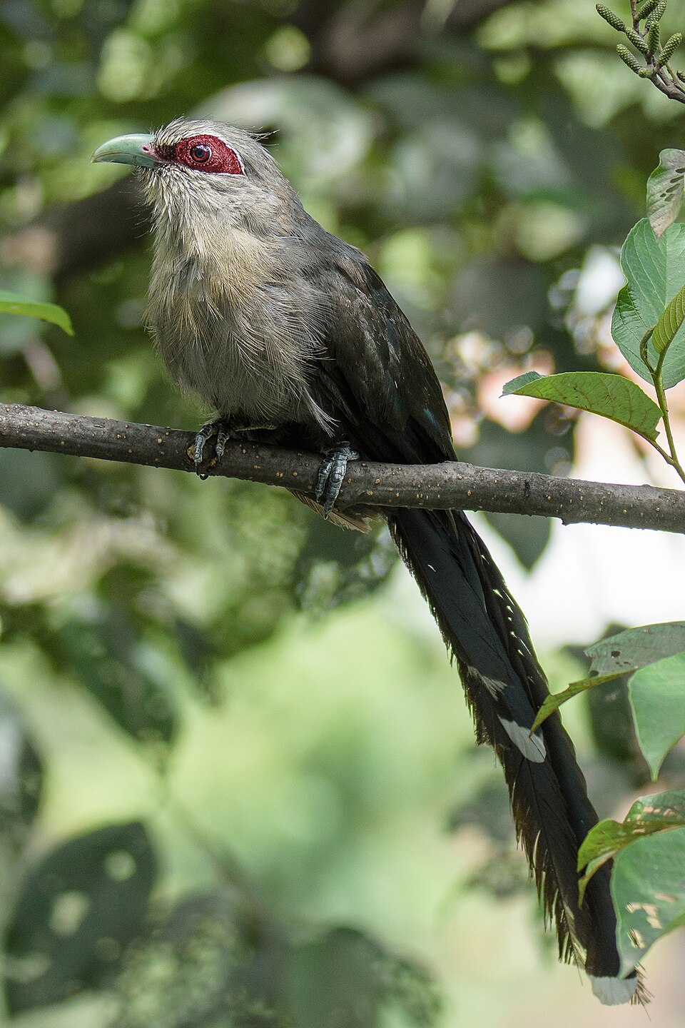 Rhopodytes tristis