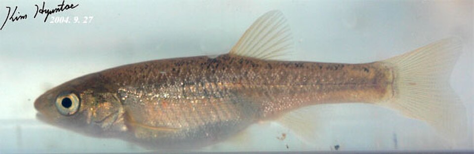 Chinese minnow
