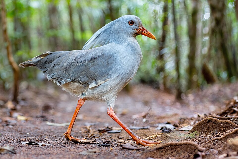 Kagu