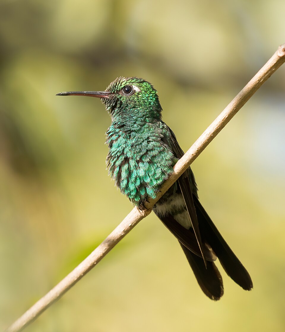 Cuban Emerald