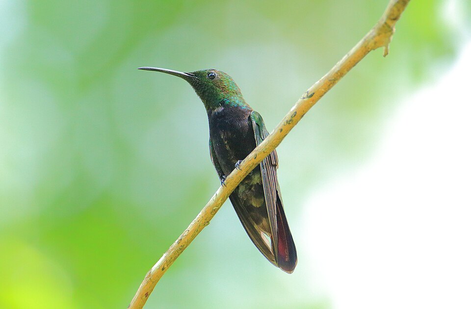 Hispaniolan Emerald