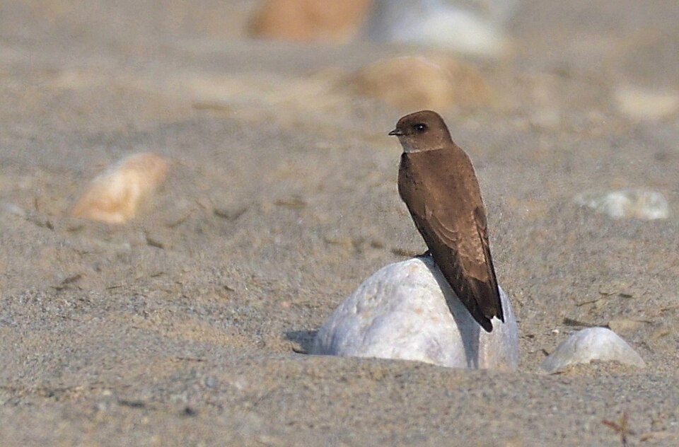 Gray-throated Martin