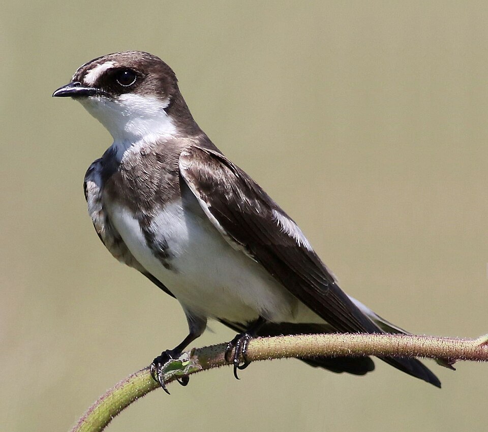 Banded Martin