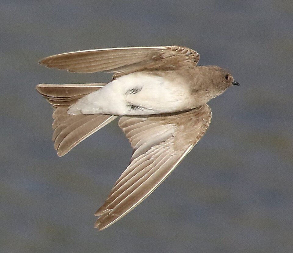 Plain Martin
