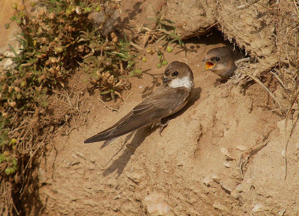 Bank Swallow