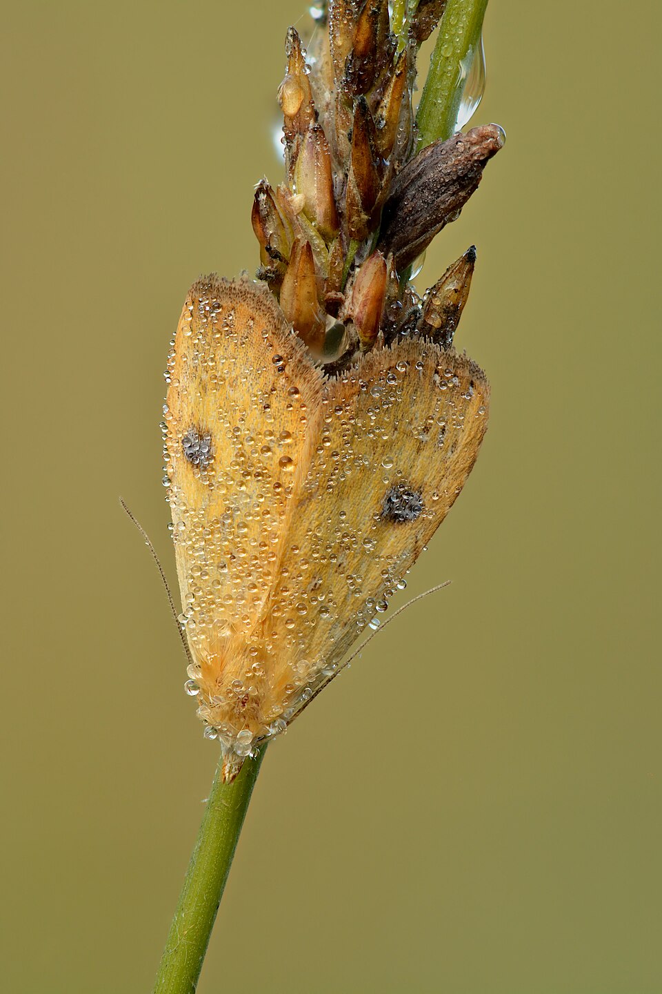 Straw Dot