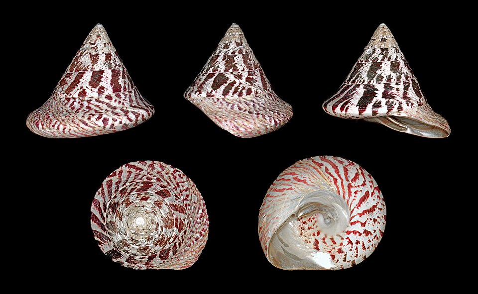 Rochia nilotica