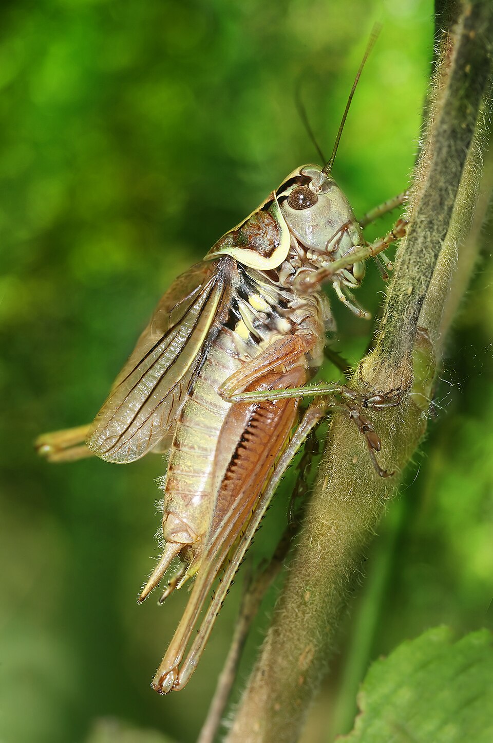 Roesel's Bush Cricket