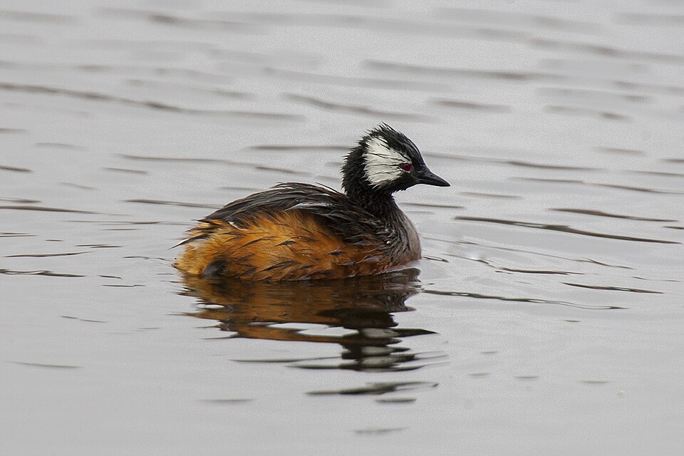 White-tufted Grebe