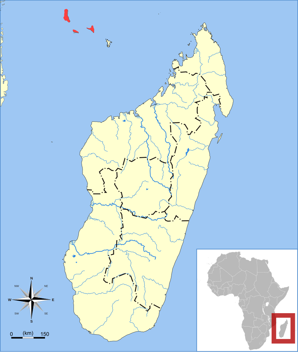 Comoro Rousette