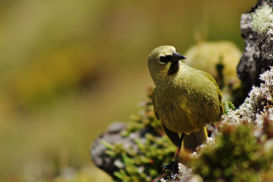 Gough Island Finch