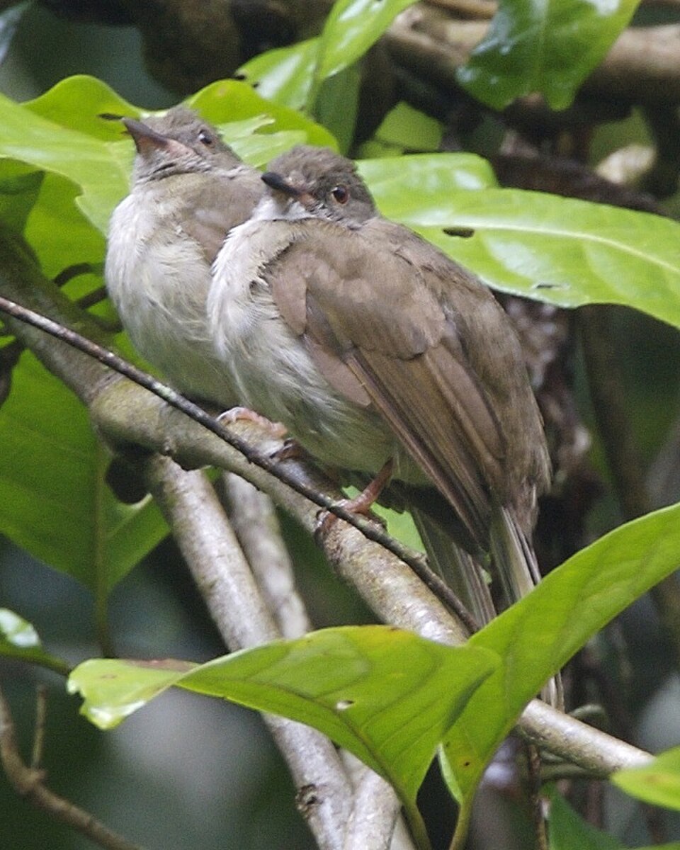 Spectacled Bulbul