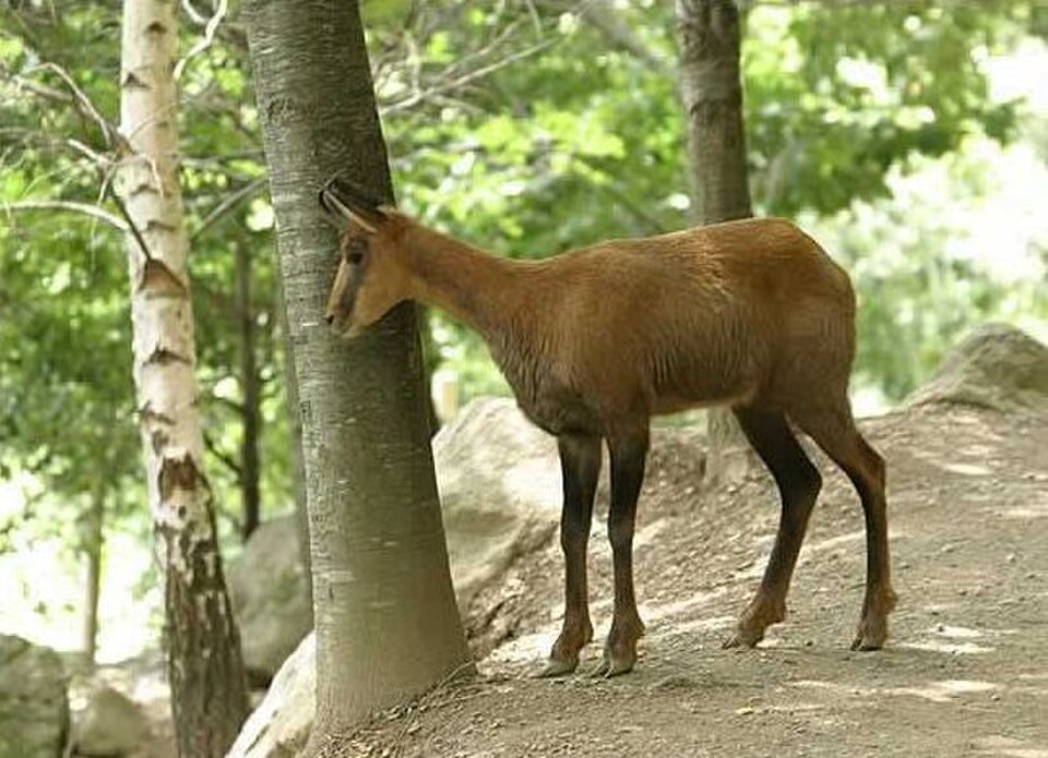 Pyrenean Chamoios