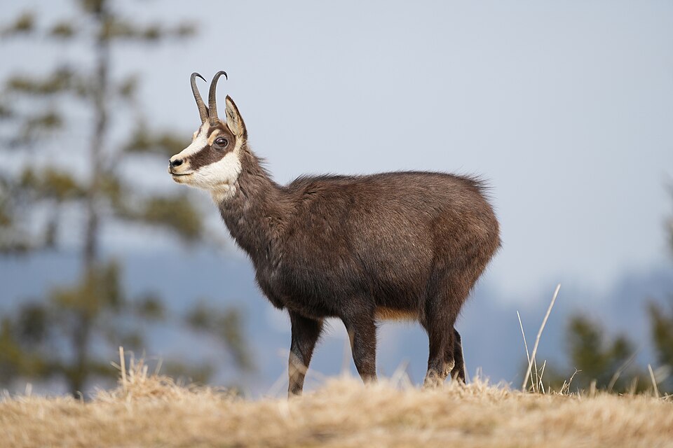 chamois