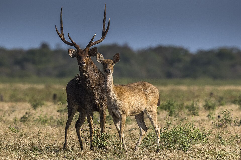 Javan Deer, Javan Rusa, Rusa, Rusa Deer, Sunda Sambar, Timor Deer