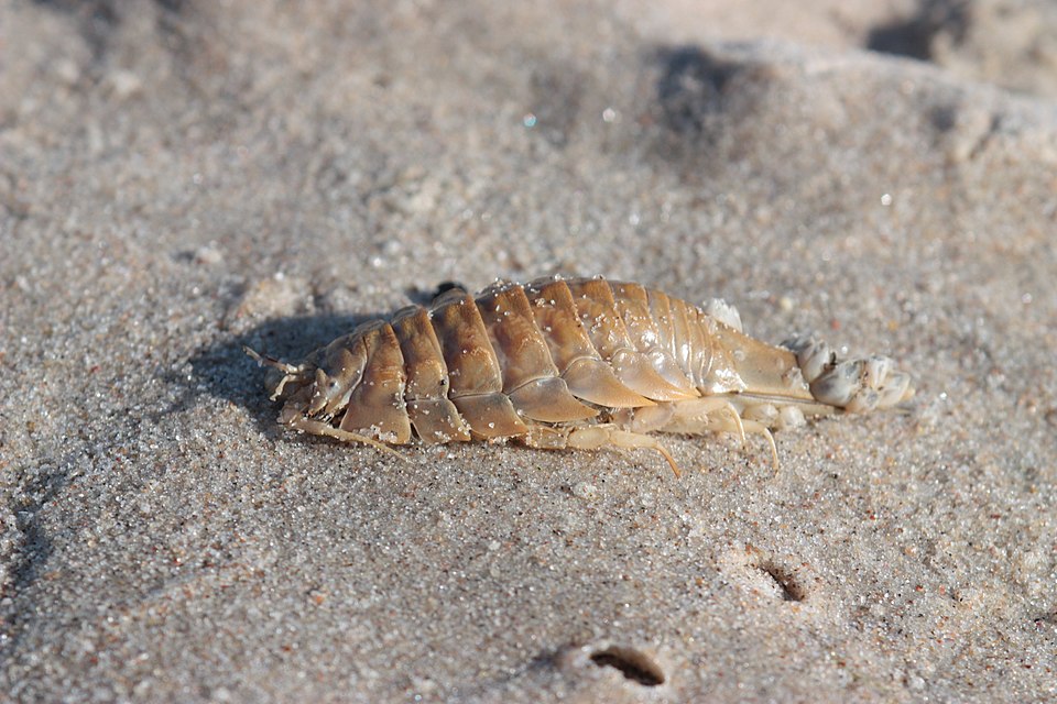 Saduria entomon