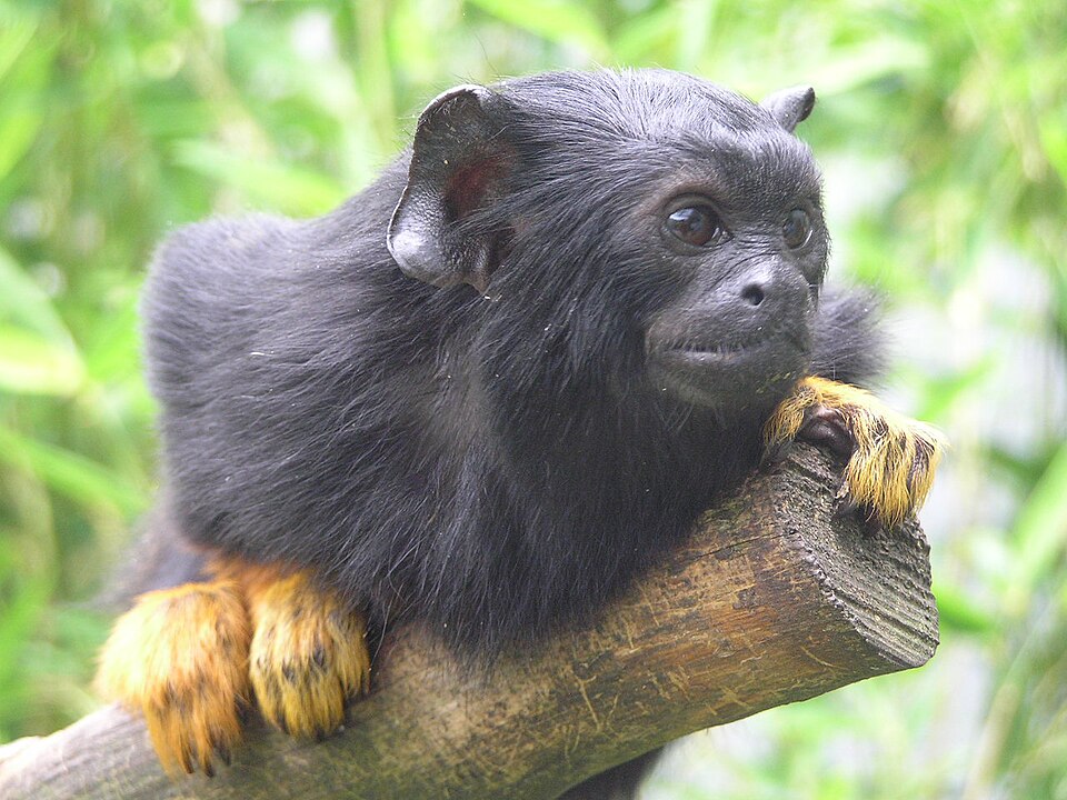 red-handed tamarin