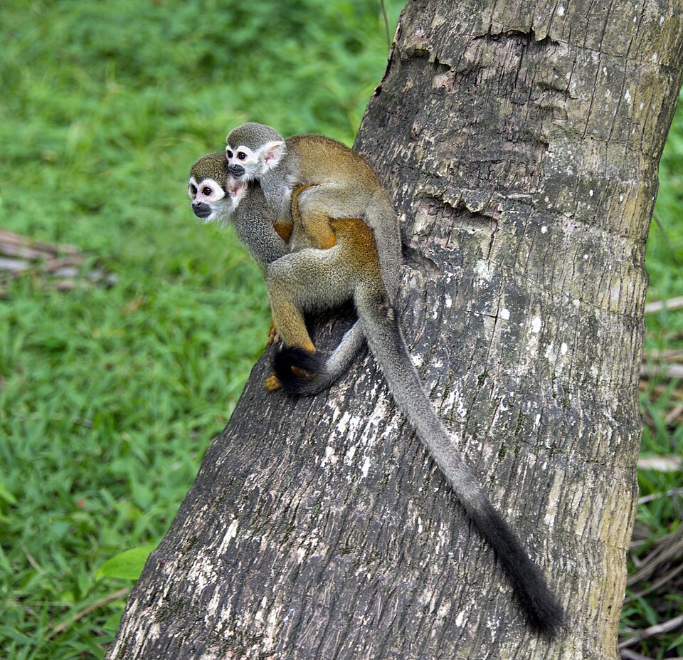 common squirrel monkey