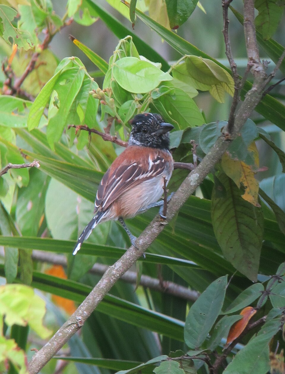 Black-crested Antshrike
