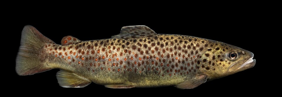 Sea trout, Brown trout