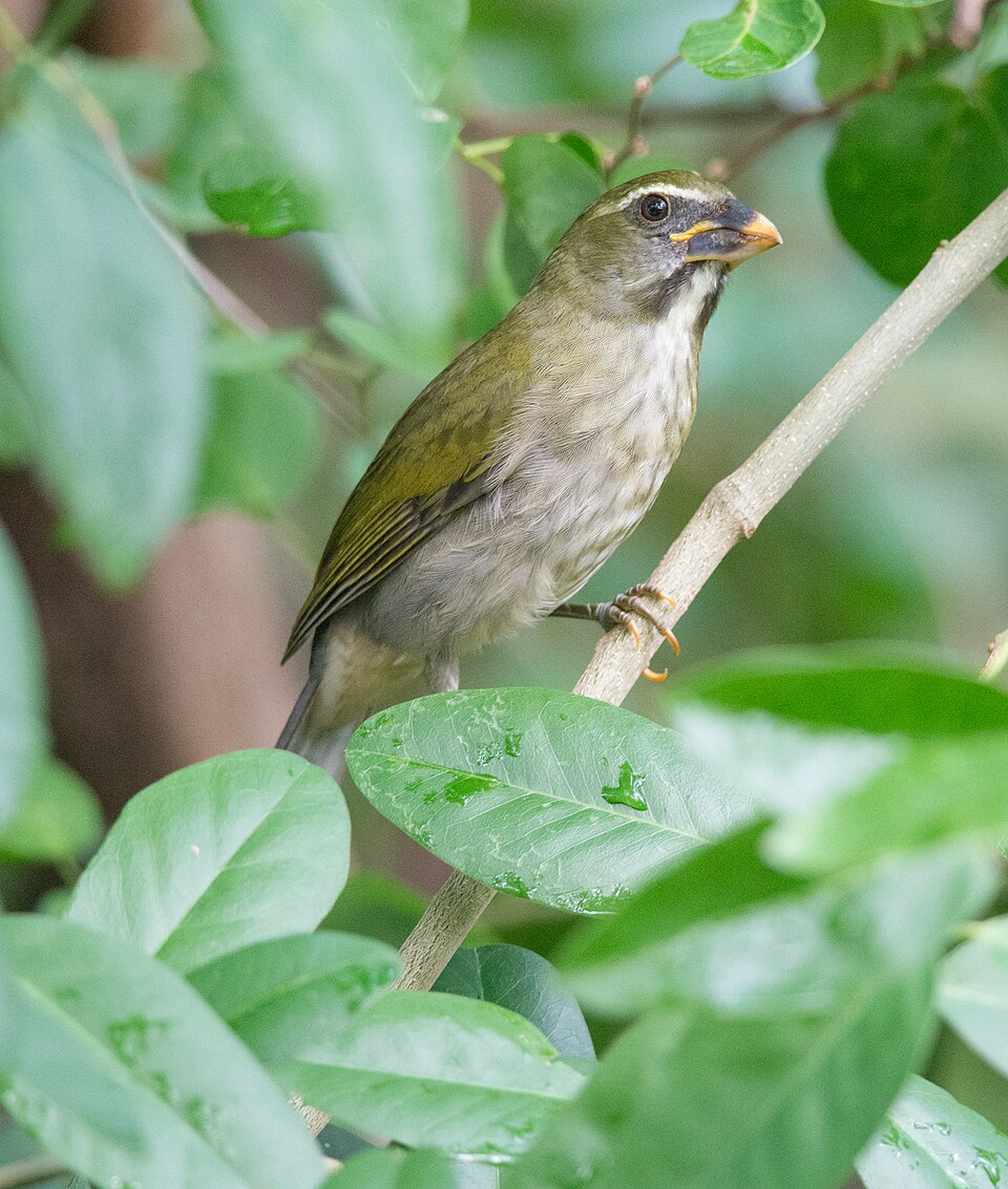 Lesser Antillean Saltator
