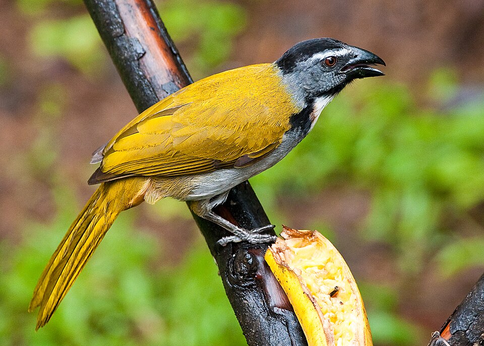 Black-headed Saltator