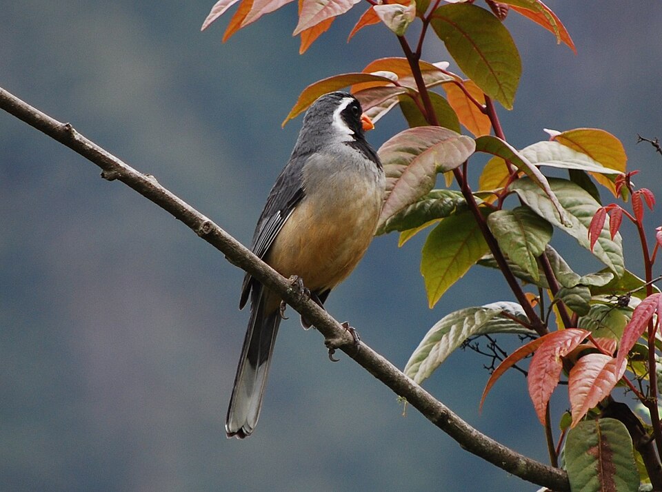 Golden-billed Saltator