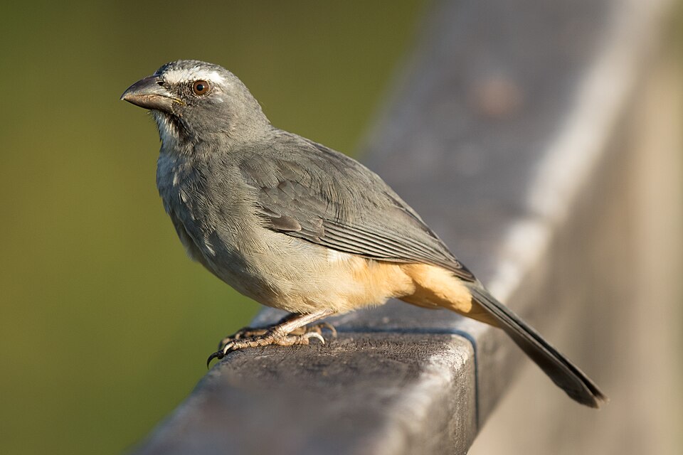 Grayish Saltator