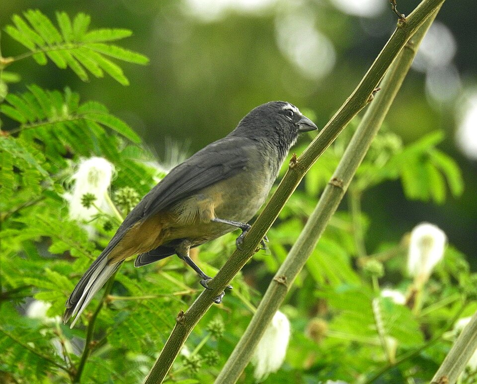 Cinnamon-bellied Saltator