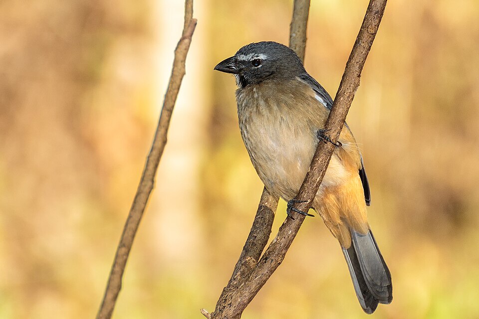 Olive-grey Saltator